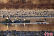 命数测算歙县完成安徽首个县域生物多样性调查 共记录物种近4千种